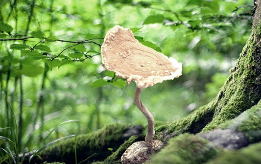 Tiger Milk Mushroom