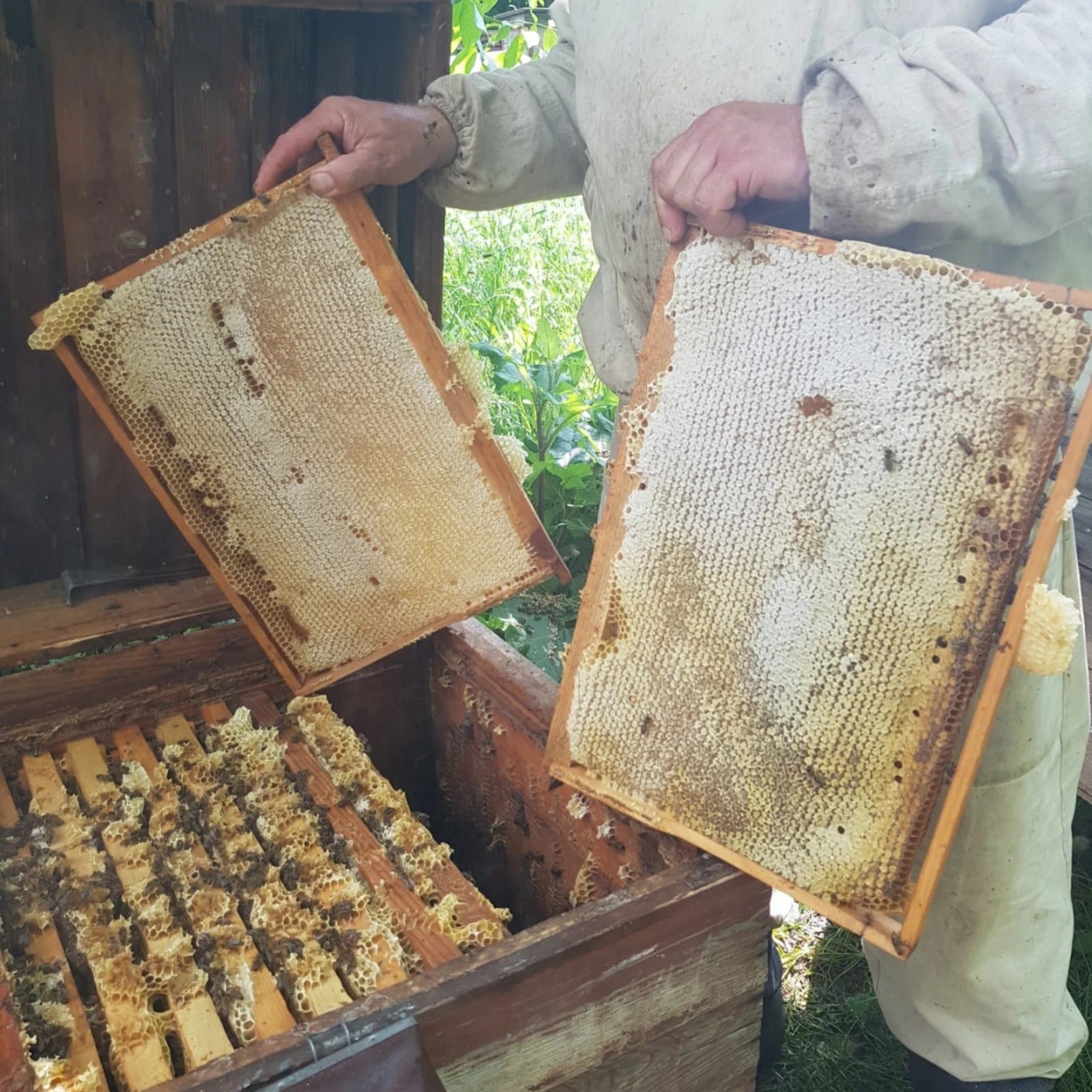 Raw Wildflower Honey Natural Energy, Immunity & Wellness Benefits