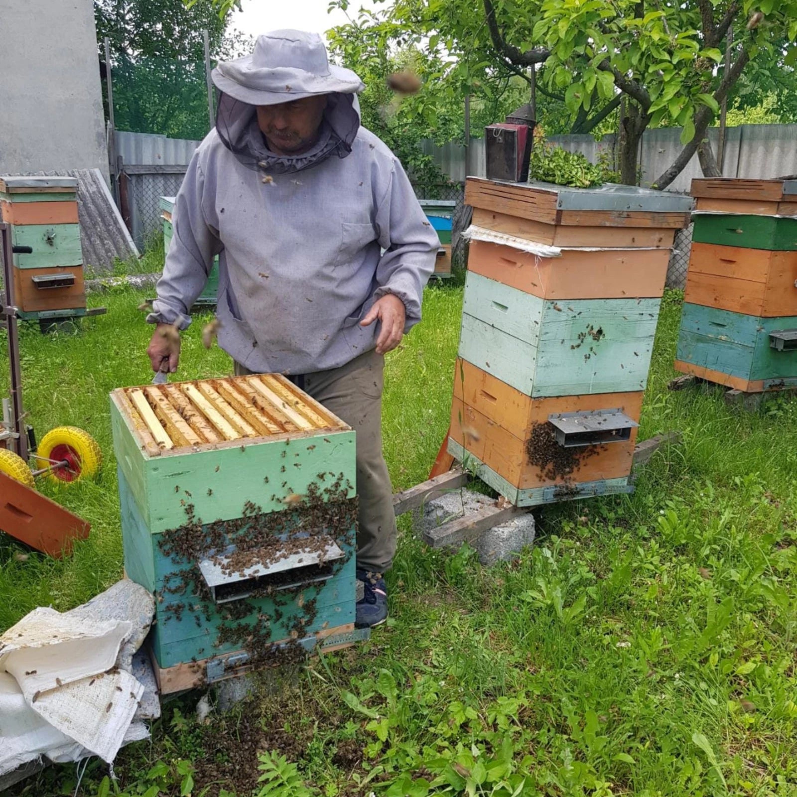 Raw Wildflower Honey Natural Energy, Immunity & Wellness Benefits
