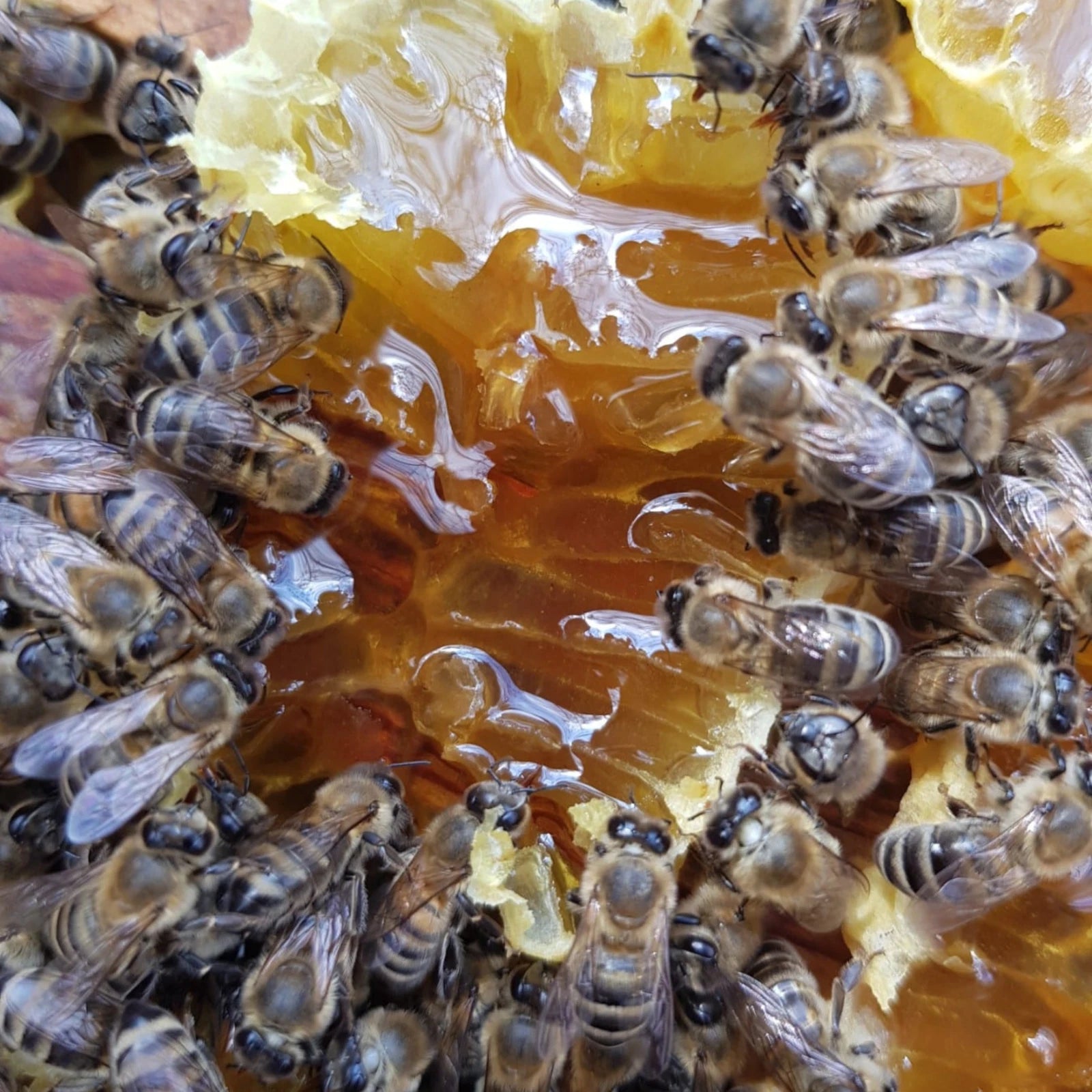 Raw Wildflower Honey Natural Energy, Immunity & Wellness Benefits